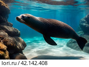 Galapagos fur seal (Arctocephalus galapagoensis) swimming in tropical underwaters. Lion seal in under water world. Observation of wildlife ocean. Scuba diving adventure in Ecuador coast. Стоковое AI-изображение, AI-художник Aleksandr Golubev / Фотобанк Лори