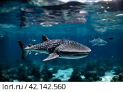 Whale shark (Rhincodon typus) mammal swimming in tropical underwaters. Shark in underwater wild animal world. Observation of wildlife ocean. Scuba diving adventure in Ecuador coast. Copy text space. Стоковое AI-изображение, AI-художник Aleksandr Golubev / Фотобанк Лори