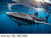 Whale shark (Rhincodon typus) mammal swimming in tropical underwaters rear view. Shark in underwater wild animal world. Observation of wildlife ocean. Scuba diving adventure in Ecuador coast. Стоковое AI-изображение, AI-художник Aleksandr Golubev / Фотобанк Лори