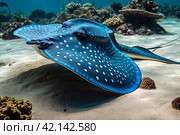 Blue spotted stingray (Myliobatoidei) cartilaginous fish on sandy bottom in tropical underwaters. Skate in underwater wild animal world. Observation of wildlife ocean. Scuba diving in Ecuador coast. Стоковое AI-изображение, AI-художник Aleksandr Golubev / Фотобанк Лори
