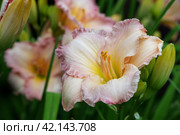 Beautiful soft pink daylily flower of the Gelato variety and Elegant Candy close-up. Blooming spring flowers in the garden. Varieties of daylilies. Стоковое фото, фотограф Оксана Медведева / Фотобанк Лори
