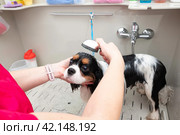 Portrait of Cavalier King Charles spaniel dog taking shower with shampoo. dog takes bubble bath in an animal grooming salon. Стоковое фото, фотограф Светлана Акифьева / Фотобанк Лори