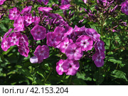 Флоксы (лат. Phlox) Стоковое фото, фотограф lana1501 / Фотобанк Лори
