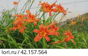 Hemerocallis lilejnik is a genus of Lilaynikov family Asphodelaceae. Beautiful elegant orange lily flowers with six petals. Long thin green leaves. Flowers swaying in the wind. Popular border plants. Стоковое видео, видеограф Юлия Петровская / Фотобанк Лори