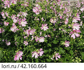 Malva thuringiaca, Lavatera thuringiaca, garden tree-mallow, is species of flowering plant in the mallow family Malvaceae. Herbaceous perennial plant. The flowers are pink with five petals. Flowerbed. Стоковое фото, фотограф Юлия Петровская / Фотобанк Лори
