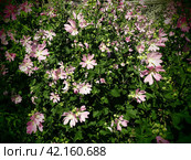 Malva thuringiaca, Lavatera thuringiaca, garden tree-mallow, is species of flowering plant in the mallow family Malvaceae. Herbaceous perennial plant. The flowers are pink with five petals. Flowerbed. Стоковое фото, фотограф Юлия Петровская / Фотобанк Лори