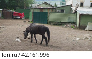 Horse Equus caballus is domesticated, one-toed, hoofed mammal. A young black foal grazes, tramples and nibbles grass. Equine camp, stable or zoo. Taxonomic family Equidae, subspecies of Equus ferus. Стоковое видео, видеограф Юлия Петровская / Фотобанк Лори