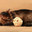 Long haired chocolate striped cat lies near a decorative rattan ball. Стоковое фото, фотограф Елена Кутепова / Фотобанк Лори