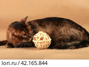 Long haired chocolate striped cat lies near a decorative rattan ball. Стоковое фото, фотограф Елена Кутепова / Фотобанк Лори