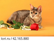 Кошка породы голубой тойгер лежит на желтом фоне в студии рядом с живой красной розой и бусами из искуственного жемчуга. Стоковое фото, фотограф Елена Кутепова / Фотобанк Лори