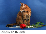 The striped cat of the breed Toyger sits near the flower and jewelry. Стоковое фото, фотограф Елена Кутепова / Фотобанк Лори