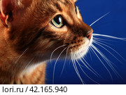 Портрет рыжей полосатой кошки в профиль на синем фоне. Стоковое фото, фотограф Елена Кутепова / Фотобанк Лори