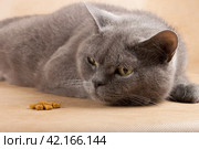 Серая короткошерстная британская кошка лежит перед сухим кормом, смотрит на корм и отказывается принимать пищу. Стоковое фото, фотограф Елена Кутепова / Фотобанк Лори