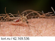Комар Anopheles – опасный переносчик инфекции. Крупный план самки комара, сосущей кровь. Стоковое фото, фотограф Руслан Лесков / Фотобанк Лори