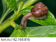 Улитка виноградная на зелёном листе с росой. Helix pomatia (также римская улитка, бургундская улитка, съедобная улитка или улитка) — вид крупных съедобных наземных улиток, дышащих воздухом, наземных легочных брюхоногих моллюсков семейства Helicidae. Стоковое фото, фотограф Руслан Лесков / Фотобанк Лори