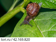 Улитка виноградная на зелёном листе с росой. Helix pomatia (также римская улитка, бургундская улитка, съедобная улитка или улитка) — вид крупных съедобных наземных улиток, дышащих воздухом, наземных легочных брюхоногих моллюсков семейства Helicidae. Стоковое фото, фотограф Руслан Лесков / Фотобанк Лори