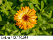 Цветок бархатцев (Calendula Officinalis). Цветок оранжевого цвета в сиянии солнца. Стоковое фото, фотограф Руслан Лесков / Фотобанк Лори
