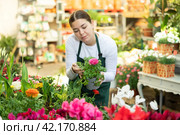 Woman seller holding ranunculus asiatica in flower shop. Стоковое фото, фотограф Яков Филимонов / Фотобанк Лори