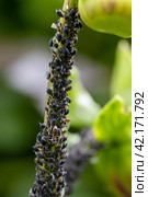 Black bean aphids aphis fabae colony on heavyly infested plant stem. Стоковое фото, фотограф Ольга Сейфутдинова / Фотобанк Лори