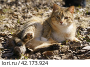 Photography of a big homeless сat. Стоковое фото, фотограф YuryKara / Фотобанк Лори