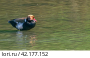 red-crested pochard, netta rufina, specimen of male resting in wetland, ecology concept. Стоковое фото, фотограф carlos l vives / Фотобанк Лори