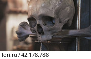 Anatomical Reliquary Ensemble: Skulls and Bones Display. Стоковое видео, видеограф Даниил Хабаров / Фотобанк Лори