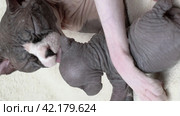 Caring mommy Sphynx Cat lying down and nimbly licking baby kitten. Стоковое видео, видеограф А. А. Пирагис / Фотобанк Лори