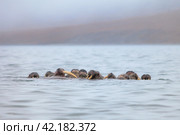 Seascape with a herd of walruses (Odobenus rosmarus). Foggy weather. There are many walruses in the water with large tusks. Wildlife of the Arctic. Nature and animals of Chukotka. Far East of Russia. Стоковое фото, фотограф Андрей Степанов / Фотобанк Лори