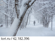 A man walks along the alley during a heavy snowfall. Lots of snow on the sidewalk and tree branches. Snow drifts on the ground. Cold snowy winter weather. View of the snow-covered street in the city. Стоковое фото, фотограф Андрей Степанов / Фотобанк Лори