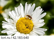 Trichodes apiarius beetle orange and black on chamomile flower. Стоковое фото, фотограф Ольга Сейфутдинова / Фотобанк Лори