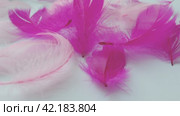 White and pink feathers sway in the wind. Soft touch. Lightness of feathers. Tenderness. Feathers are epidermal growths that form a distinctive outer covering, or plumage, avian bird and dinosaurs. Стоковое видео, видеограф Юлия Петровская / Фотобанк Лори