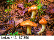 young butter mushrooms grow in a pine forest after rain. Стоковое фото, фотограф Акиньшин Владимир / Фотобанк Лори