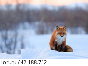 A beautiful red fox sits on the snow. Wild animal in its natural habitat in the Arctic. Wildlife of the polar region. Cold spring in the tundra (April). The fox looks closely. Blurred background. Стоковое фото, фотограф Андрей Степанов / Фотобанк Лори