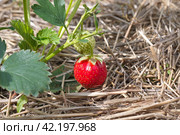 Клубника (садовая земляника) растет на грядке, мульчированной соломой. Стоковое фото, фотограф Елена Коромыслова / Фотобанк Лори