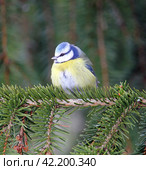 Обыкновенная лазоревка, синяя синица (Cyanistes caeruleus) на ветке. Стоковое фото, фотограф EgleKa / Фотобанк Лори