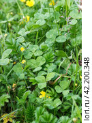Carpet from a clover Potentilla anserina. Стоковое фото, фотограф Любовь Назарова / Фотобанк Лори