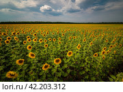 Поле подсолнухов под облачным небом. Стоковое фото, фотограф Сергей Егоров / Фотобанк Лори
