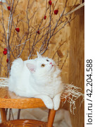 A white fluffy Angora cat with multicolored eyes lies on the table and looks up. Стоковое фото, фотограф Неведицына Елена / Фотобанк Лори