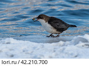 Оляпка (лат. Cinclus cinclus) Стоковое фото, фотограф Бородкин Андрей / Фотобанк Лори