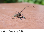 Большой еловый черный усач (лат. Monochamus sartor) на деревянном пне. Стоковое фото, фотограф Елена Коромыслова / Фотобанк Лори