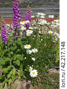 Наперстянка розовая (лат. Digitalis purpurea) и нивяник обыкновенный (лат. Leucanthemum vulgare), или ромашка садовая цветут в саду. Стоковое фото, фотограф Елена Коромыслова / Фотобанк Лори