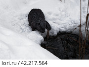 Темный бобер сидит на снегу около полыньи. Стоковое фото, фотограф Сергей Никифоров-Гордеев / Фотобанк Лори