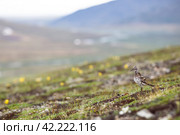 Красивый пейзаж с Большим песочником (Calidris tenuirostris). Дикая птица на склоне сопки в тундре в Арктике. Арктическая природа Чукотки и Сибири. Дальний Восток России. Идеально подходит для дизайна. Размытый фон. Место для текста. Стоковое фото, фотограф Андрей Степанов / Фотобанк Лори