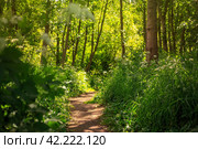 Forest Path. Beautiful summer landscape with a footpath among trees and bushes. Warm sunny weather. Walking in nature, outdoor activities and hiking. Perfect for background. Стоковое фото, фотограф Андрей Степанов / Фотобанк Лори