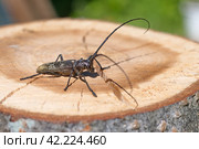 Большой еловый черный усач (лат. Monochamus sartor) на деревянном пне крупным планом. Стоковое фото, фотограф Елена Коромыслова / Фотобанк Лори