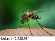 Mosquito skin insect. Generate Ai. Стоковое AI-изображение, AI-художник Иван Рябоконь / Фотобанк Лори