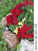 Snapdragon, Antirrhinum - perennial herbaceous plants from the Plantain family. Стоковое фото, фотограф Володина Ольга / Фотобанк Лори