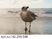 Young brown - mottled gull walking at the oceanic sandy beach in day time. Very communicative wild animal. She is curious. Wild animal theme. Looking at camera. Стоковое фото, фотограф YuryKara / Фотобанк Лори