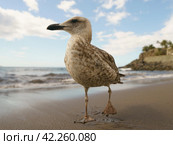 Young brown - mottled gull walking at the oceanic sandy beach in day time. Very communicative wild animal. She is curious. Wild animal theme. Looking at camera. Стоковое фото, фотограф YuryKara / Фотобанк Лори