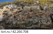 Sea lions relax lying on the slope of a rocky islet in the Beagle Channel. Sparse grassy vegetation on the cliff. Argentina. Isla de los Lobos. Tierra del Fuego Archipelago (2023 год). Стоковое фото, фотограф Вера Ивановна Кубарева / Фотобанк Лори